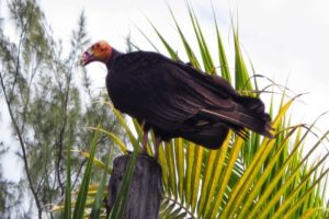 Jungle Birdwatching