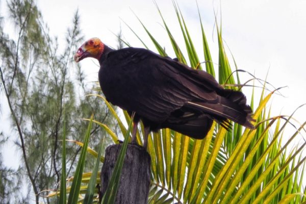 Jungle Birdwatching