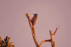 Jungle Birdwatching