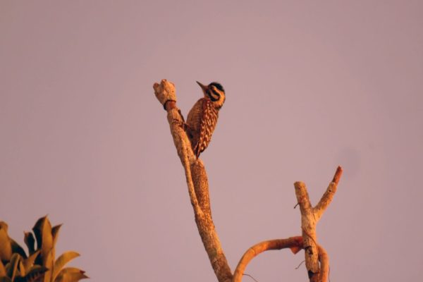 Jungle Birdwatching