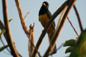 Jungle Birdwatching