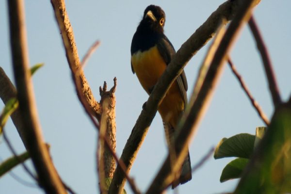 Jungle Birdwatching