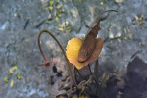 Snorkeling in the Caribbean. Cenotes & Mesoamerican Coral Reef