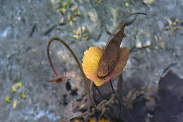 Snorkeling in the Caribbean. Cenotes & Mesoamerican Coral Reef