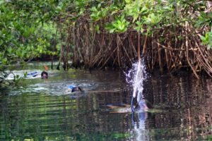 Snorkeling in the Caribbean. Cenotes & Mesoamerican Coral Reef