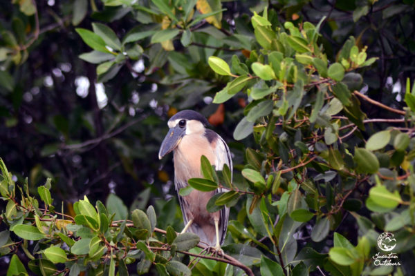 Wildlife Jungle Hiking Experience