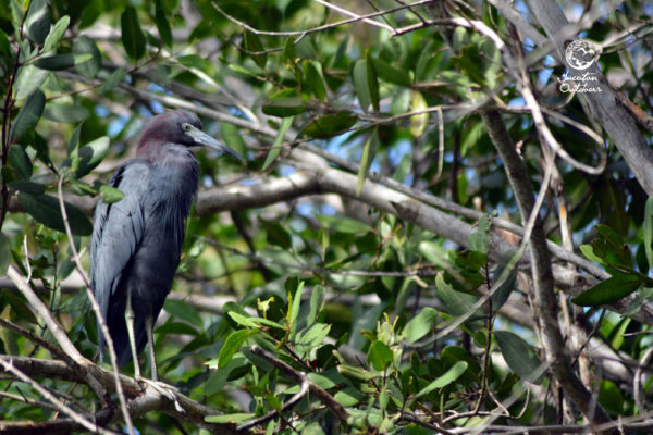 Wildlife Jungle Hiking Experience