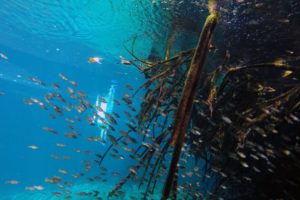 Snorkeling in the Caribbean. Cenotes & Mesoamerican Coral Reef