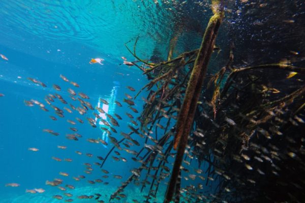 Snorkeling in the Caribbean. Cenotes & Mesoamerican Coral Reef