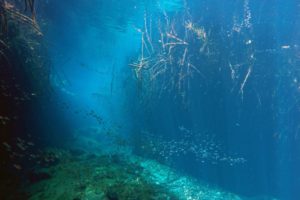 Snorkeling in the Caribbean. Cenotes & Mesoamerican Coral Reef