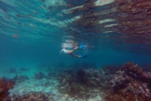 Snorkeling in the Caribbean. Cenotes & Mesoamerican Coral Reef