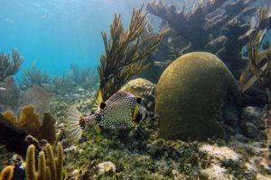Snorkeling in the Caribbean. Cenotes & Mesoamerican Coral Reef