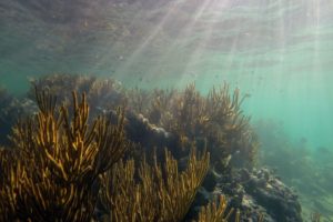 Snorkeling in the Caribbean. Cenotes & Mesoamerican Coral Reef