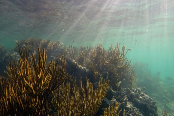 Snorkeling in the Caribbean. Cenotes & Mesoamerican Coral Reef