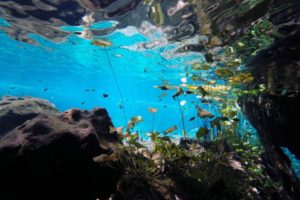 Snorkeling in the Caribbean. Cenotes & Mesoamerican Coral Reef