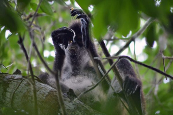 Wildlife Jungle Hiking Experience