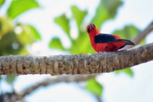 Jungle Birdwatching