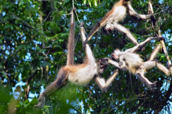 Wildlife Jungle Hiking Experience