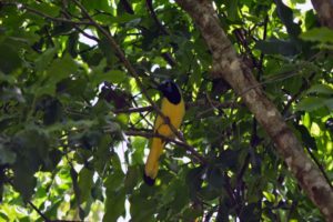 Jungle Birdwatching