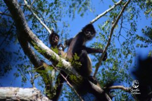 Wildlife Jungle Hiking Experience