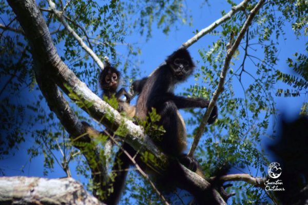 Wildlife Jungle Hiking Experience