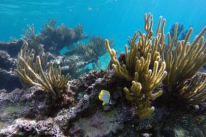 Snorkeling in the Caribbean. Cenotes & Mesoamerican Coral Reef