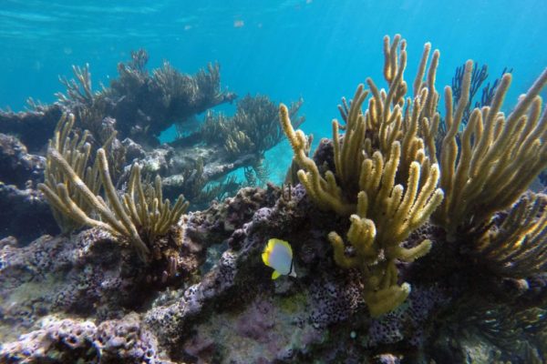 Snorkeling in the Caribbean. Cenotes & Mesoamerican Coral Reef