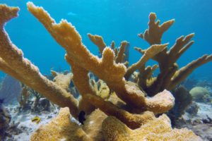 Snorkeling in the Caribbean. Cenotes & Mesoamerican Coral Reef