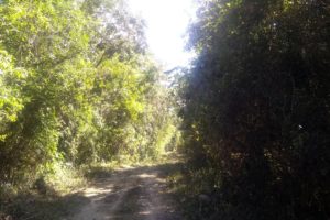 Jungle Biking Experience