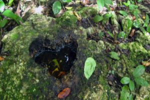 Wildlife Jungle Hiking Experience