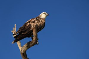 eagle