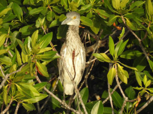 bird