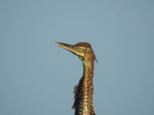 bird