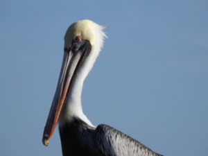 bird