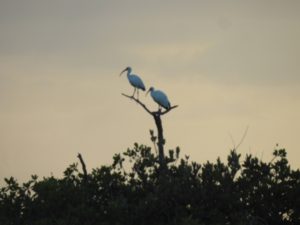 bird
