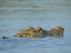 crocodile