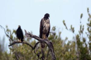 Jungle Birdwatching