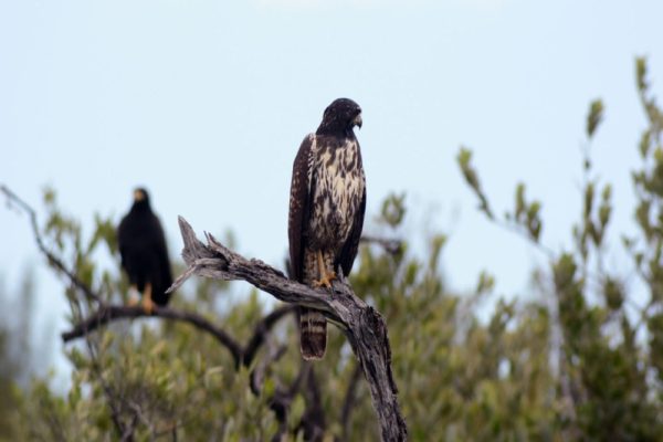 Jungle Birdwatching