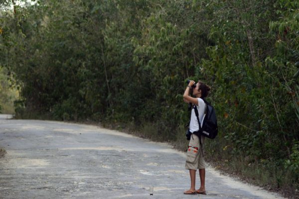 Jungle Birdwatching