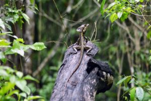 Wildlife Jungle Hiking Experience