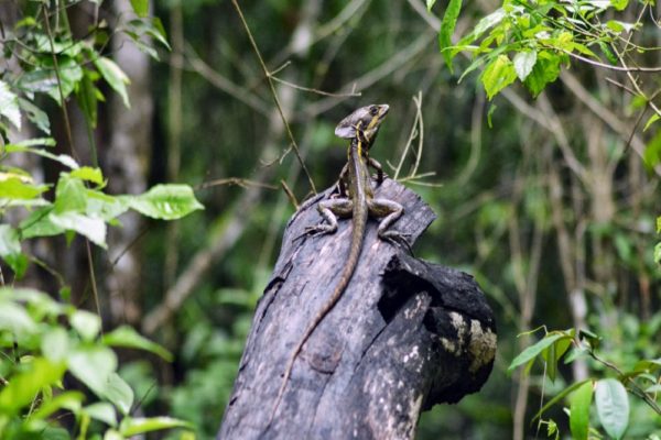 Wildlife Jungle Hiking Experience